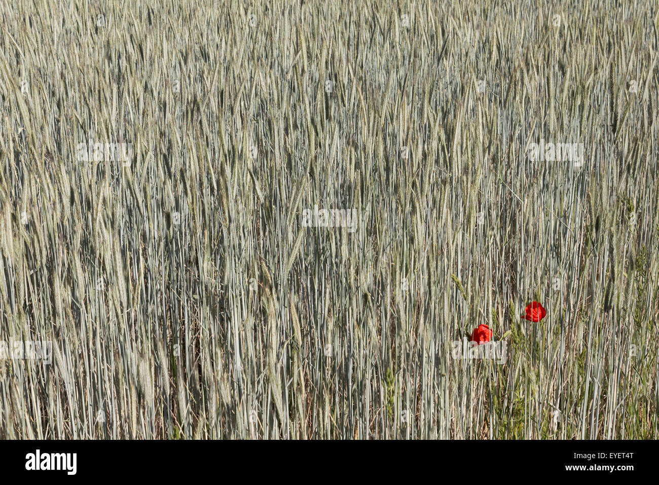 wheat field and poppy flowers -poppies, cereals Stock Photo