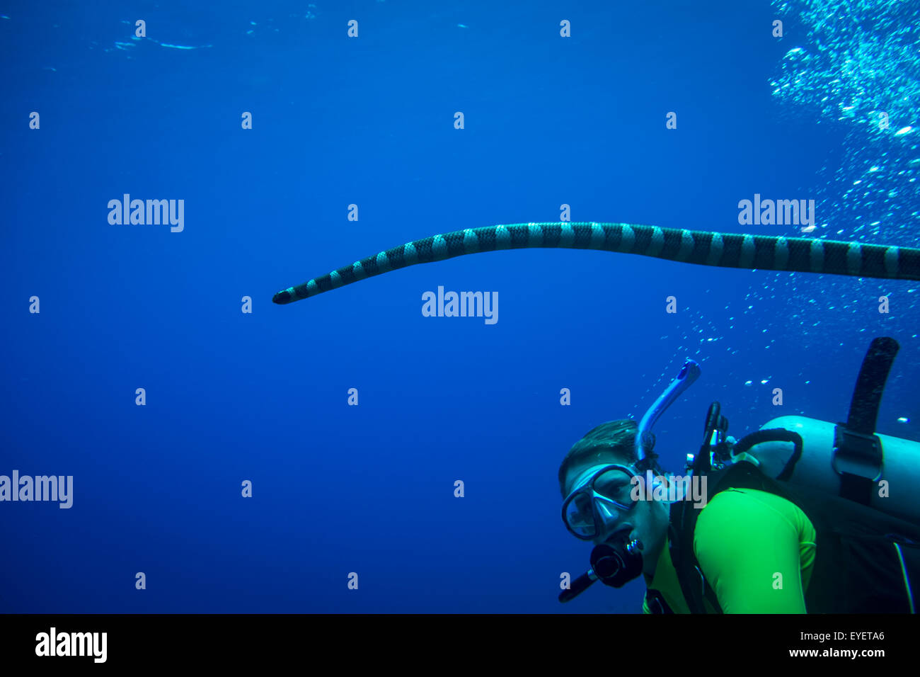 Snake swimming underwater wildlife hi-res stock photography and images ...