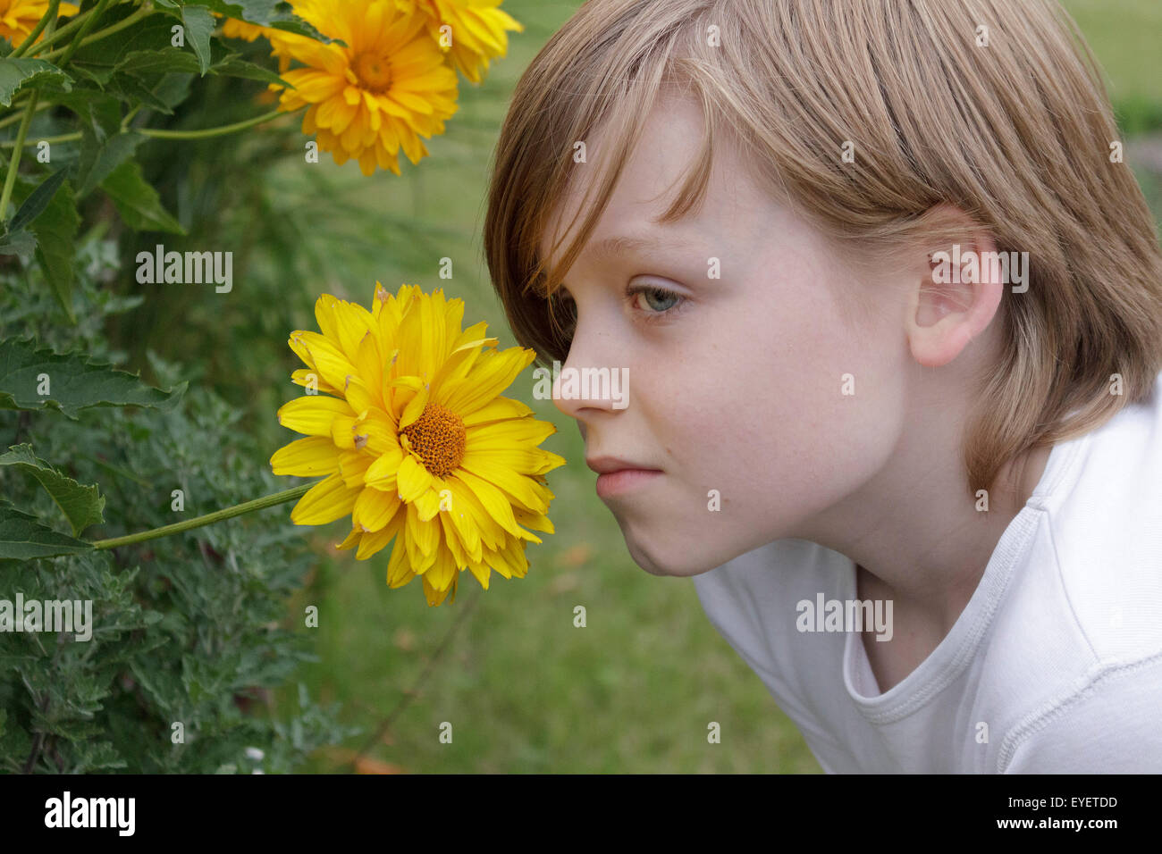 boy smelling coneflower Stock Photo