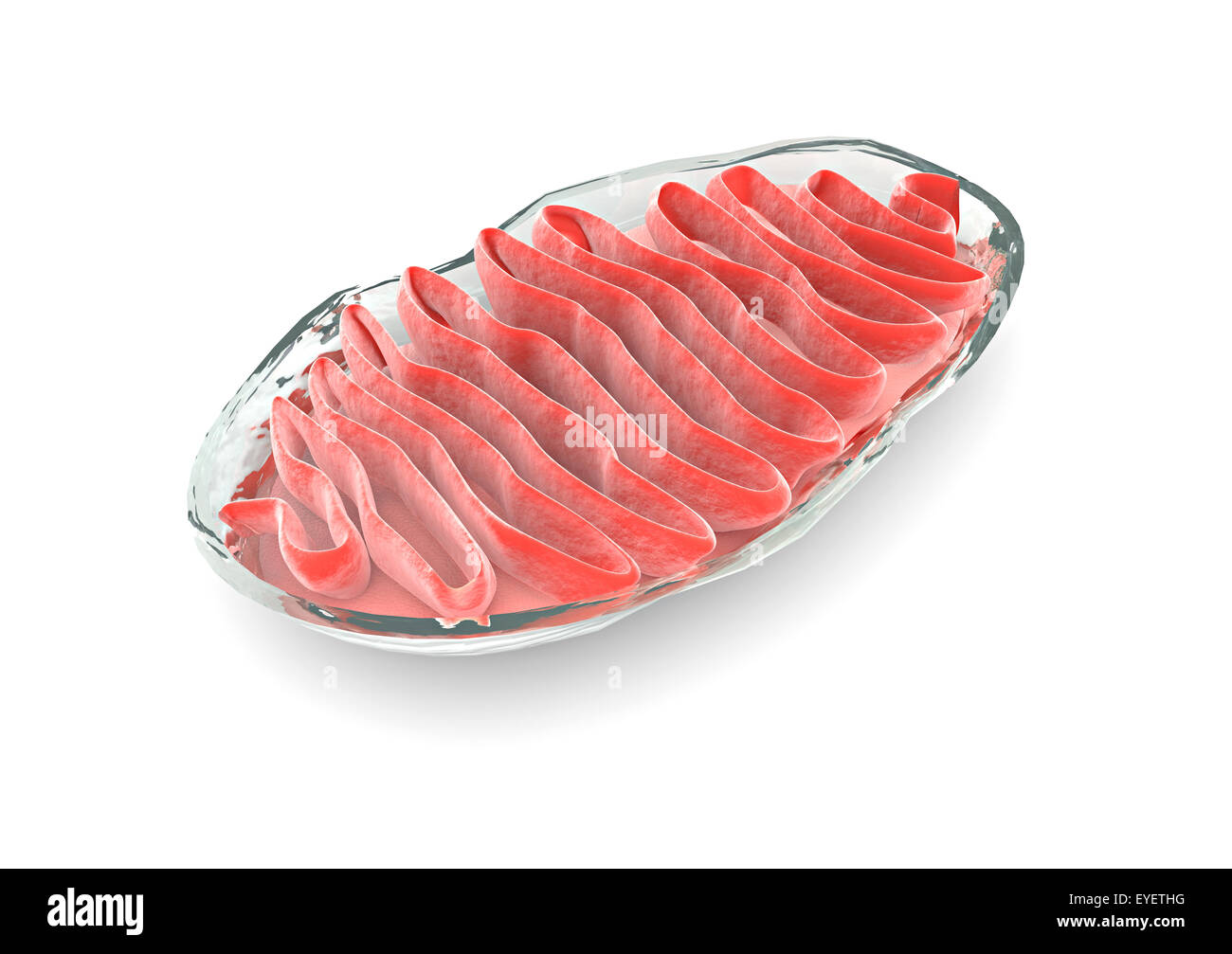 3d Section of a mitochondrion seen from the microscope Stock Photo