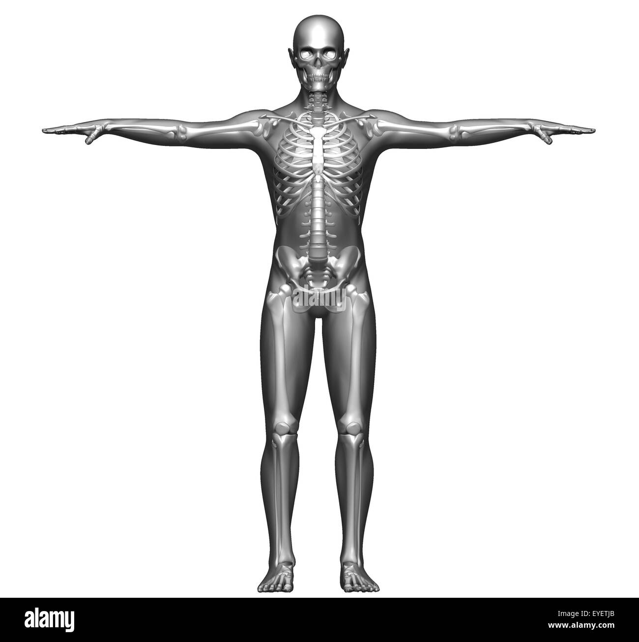 Front view x-ray of a human body and skeleton Stock Photo