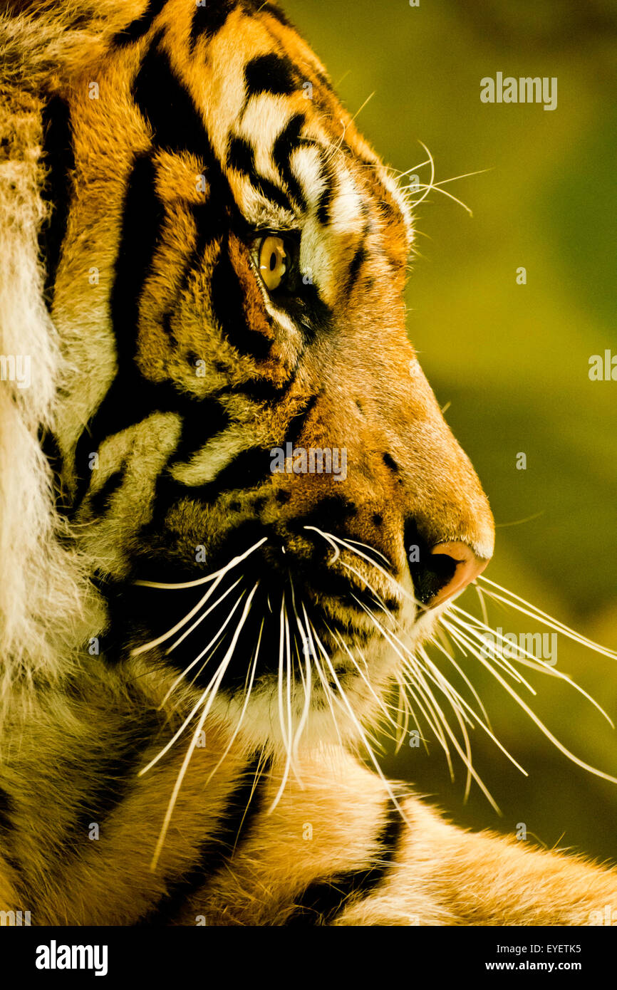 Sumatran tiger portrait Stock Photo