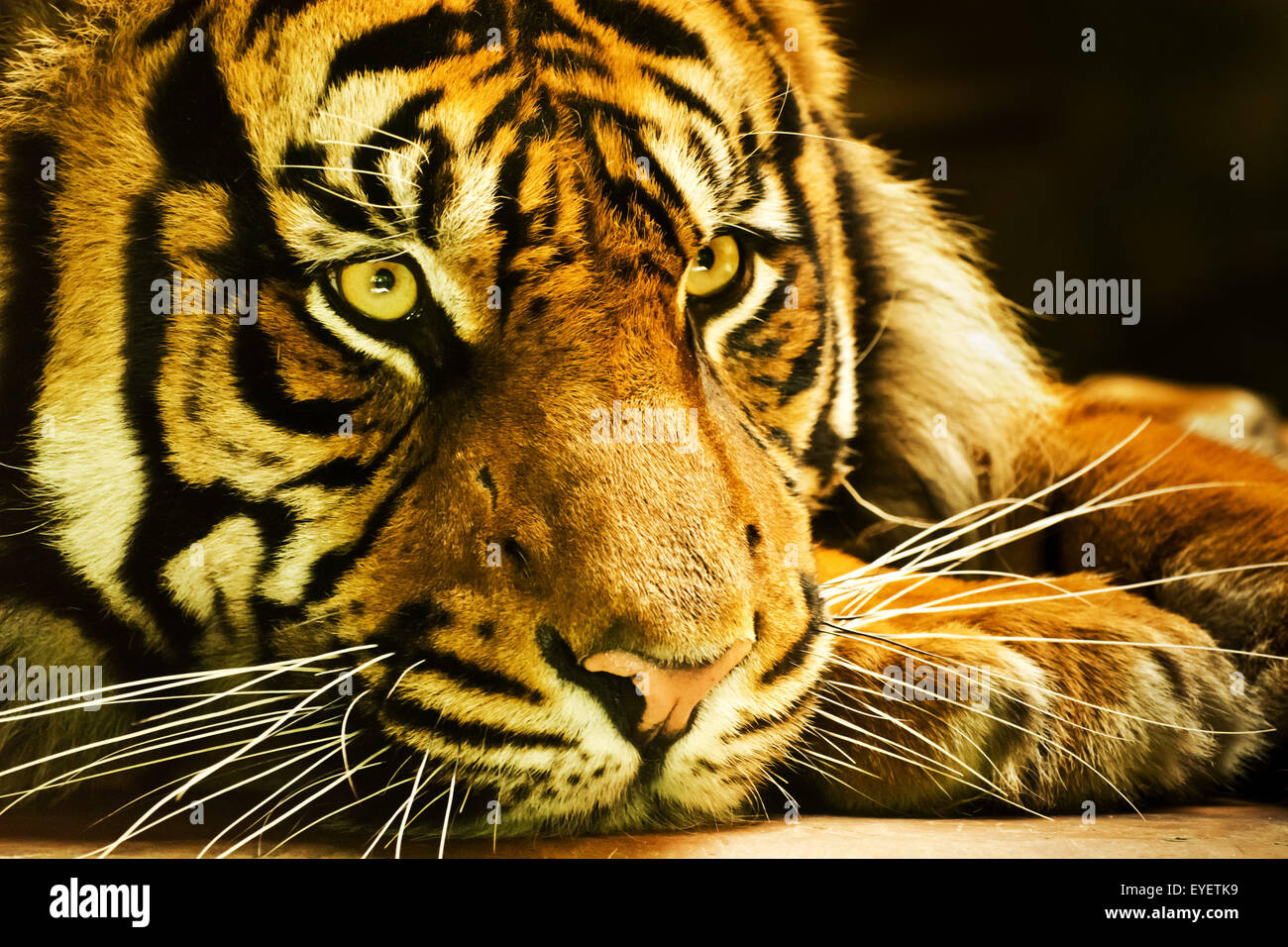 Sumatran tiger portrait Stock Photo
