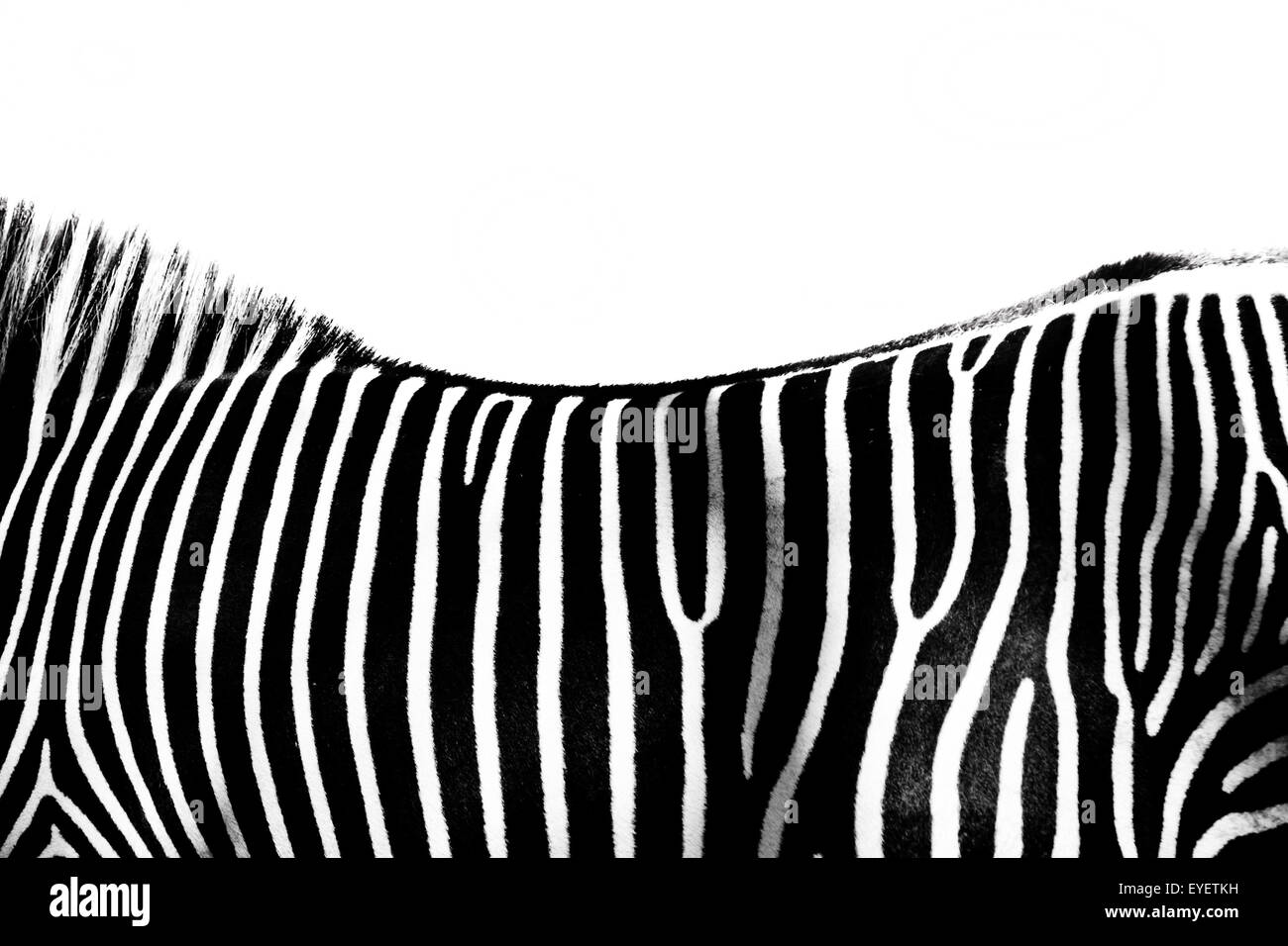 graphical detail of the back of a zebra Stock Photo - Alamy