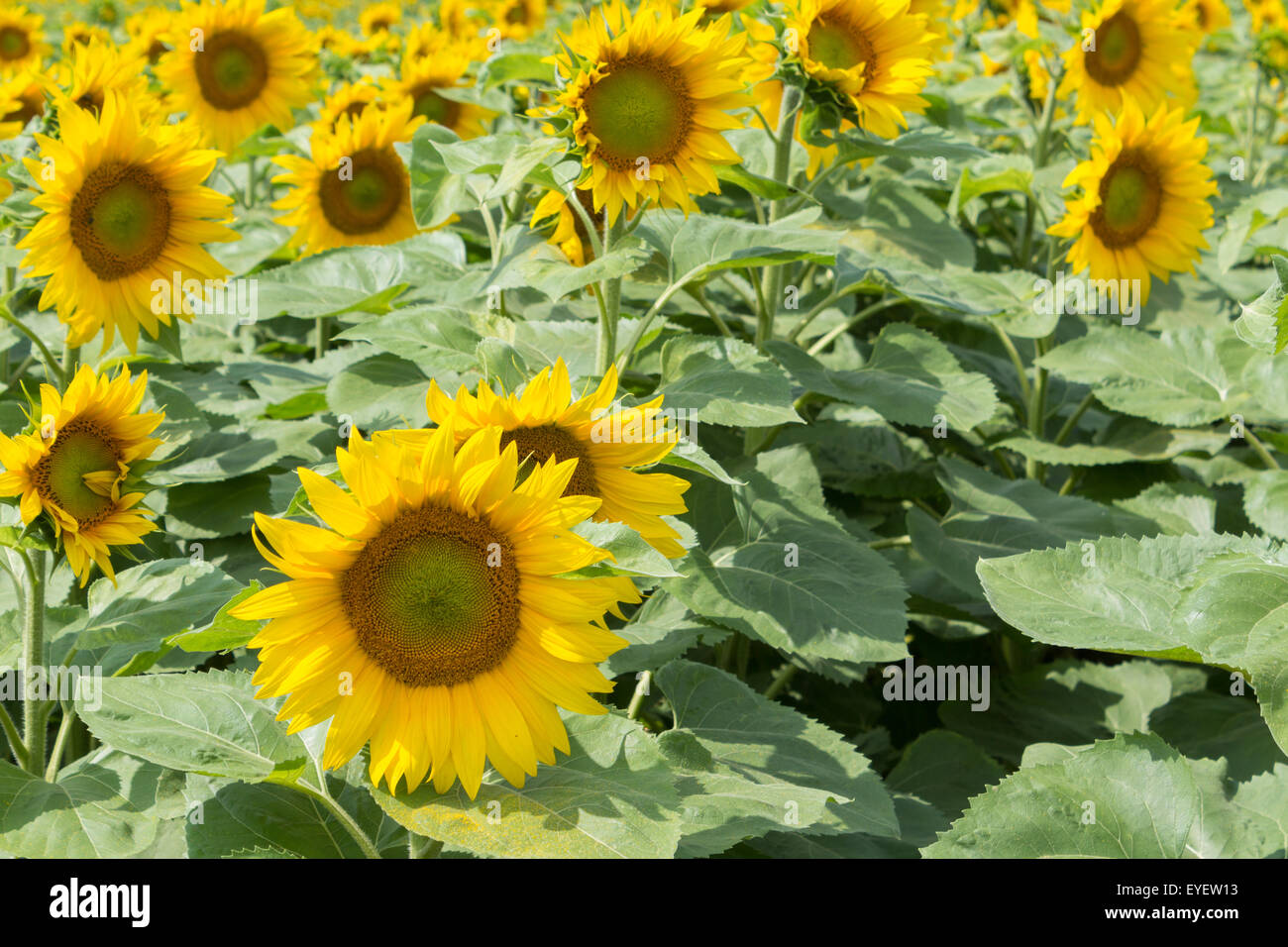 sunflower field close up Stock Photo - Alamy