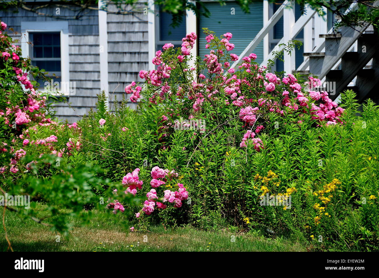 Chatham, Massachusetts:  Mounds of pink Roses spill over a fence next to a Cape Cod home near Chatham Light Stock Photo
