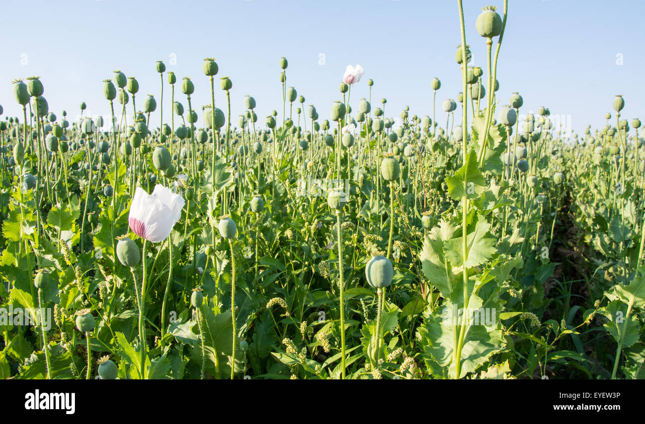 Opium poppy field hi-res stock photography and images - Alamy