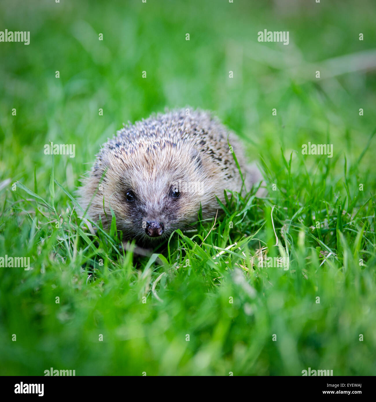 British Hedgehog (Erinaceus europaeus) walking through grass Stock Photo
