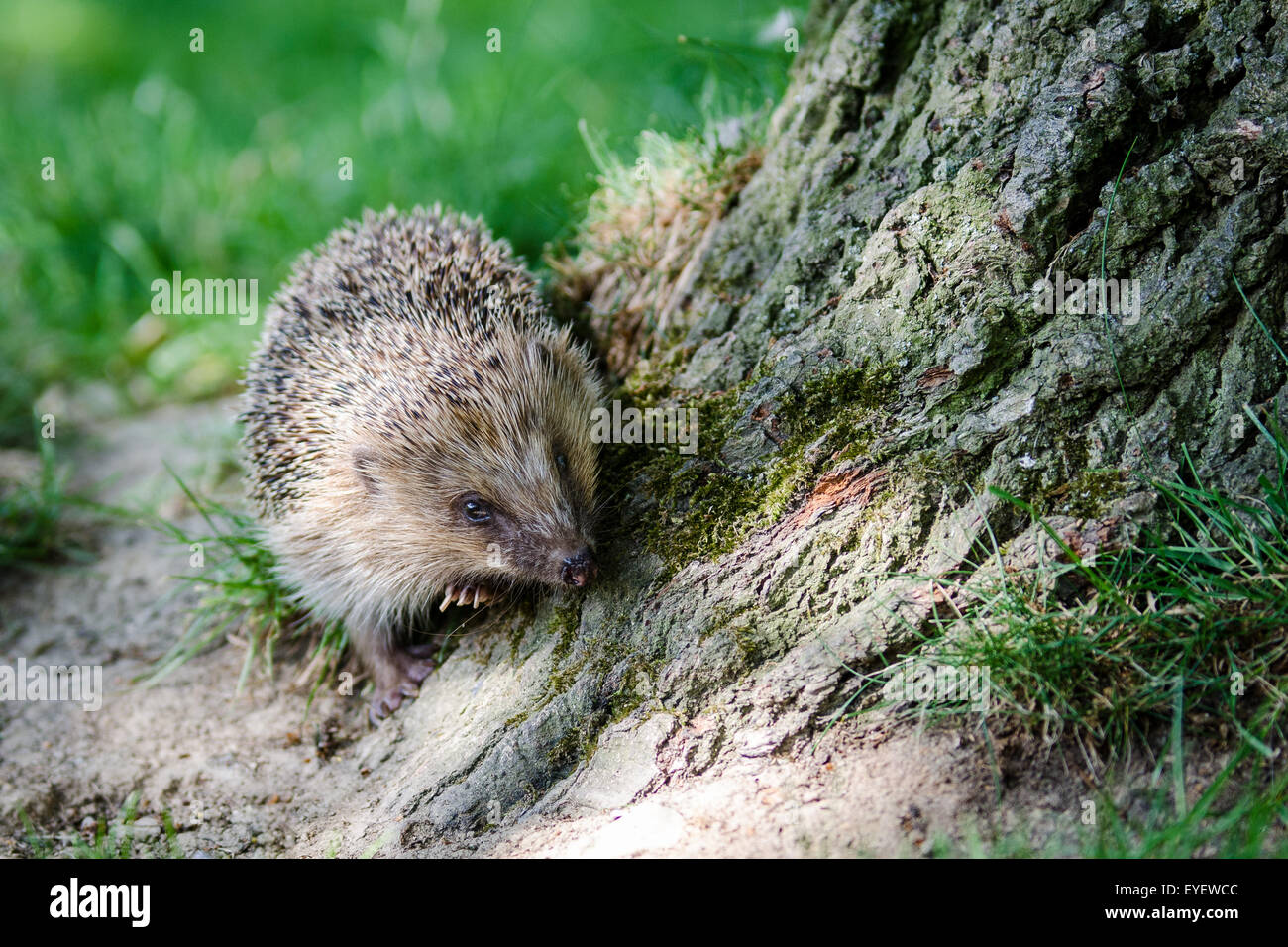 British Hedgehog (Erinaceus europaeus) walking round a tree. Stock Photo