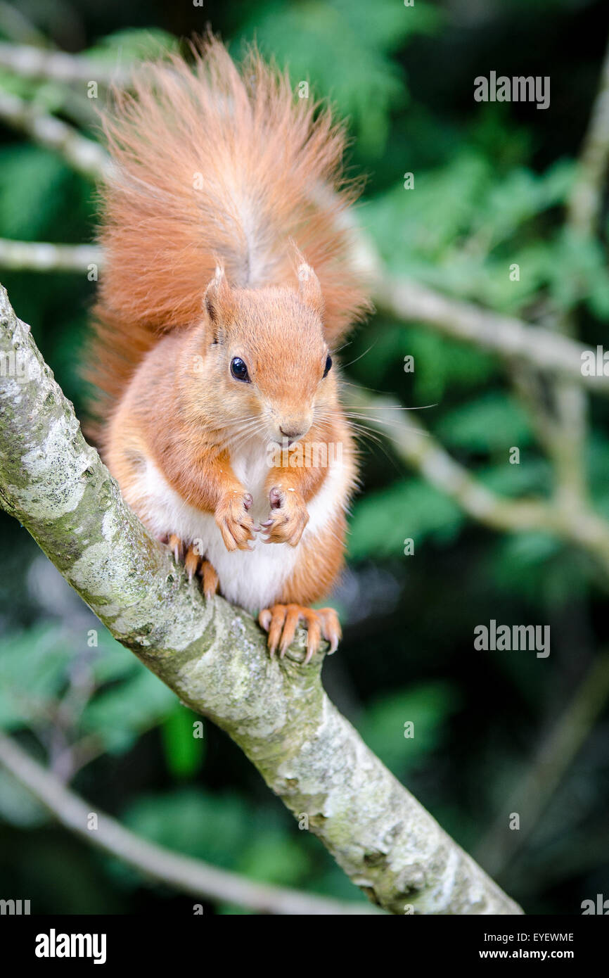Red squirrel (Sciurus vulgaris) sitting in tree Stock Photo