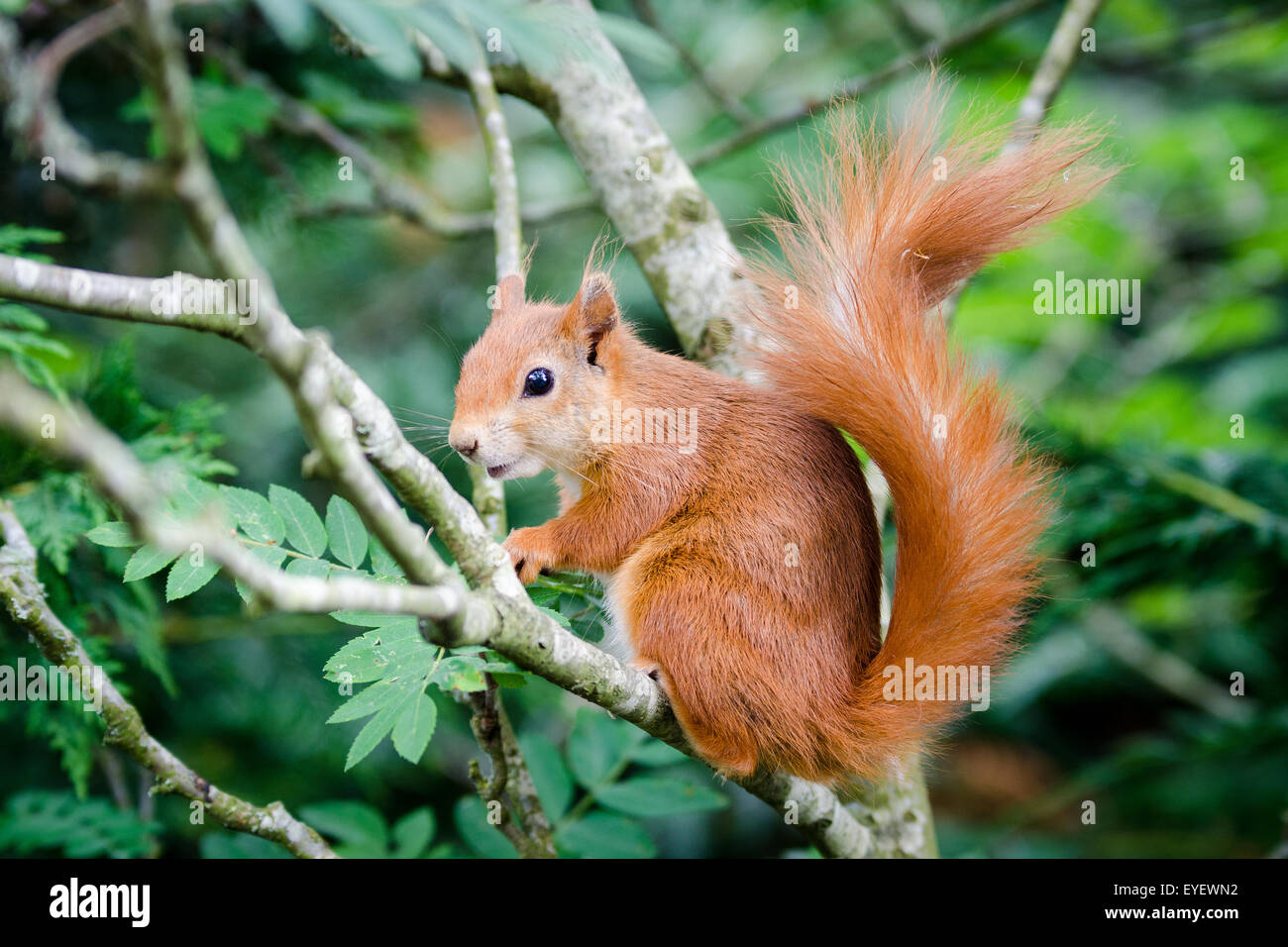 Red squirrel (Sciurus vulgaris) sitting in tree Stock Photo