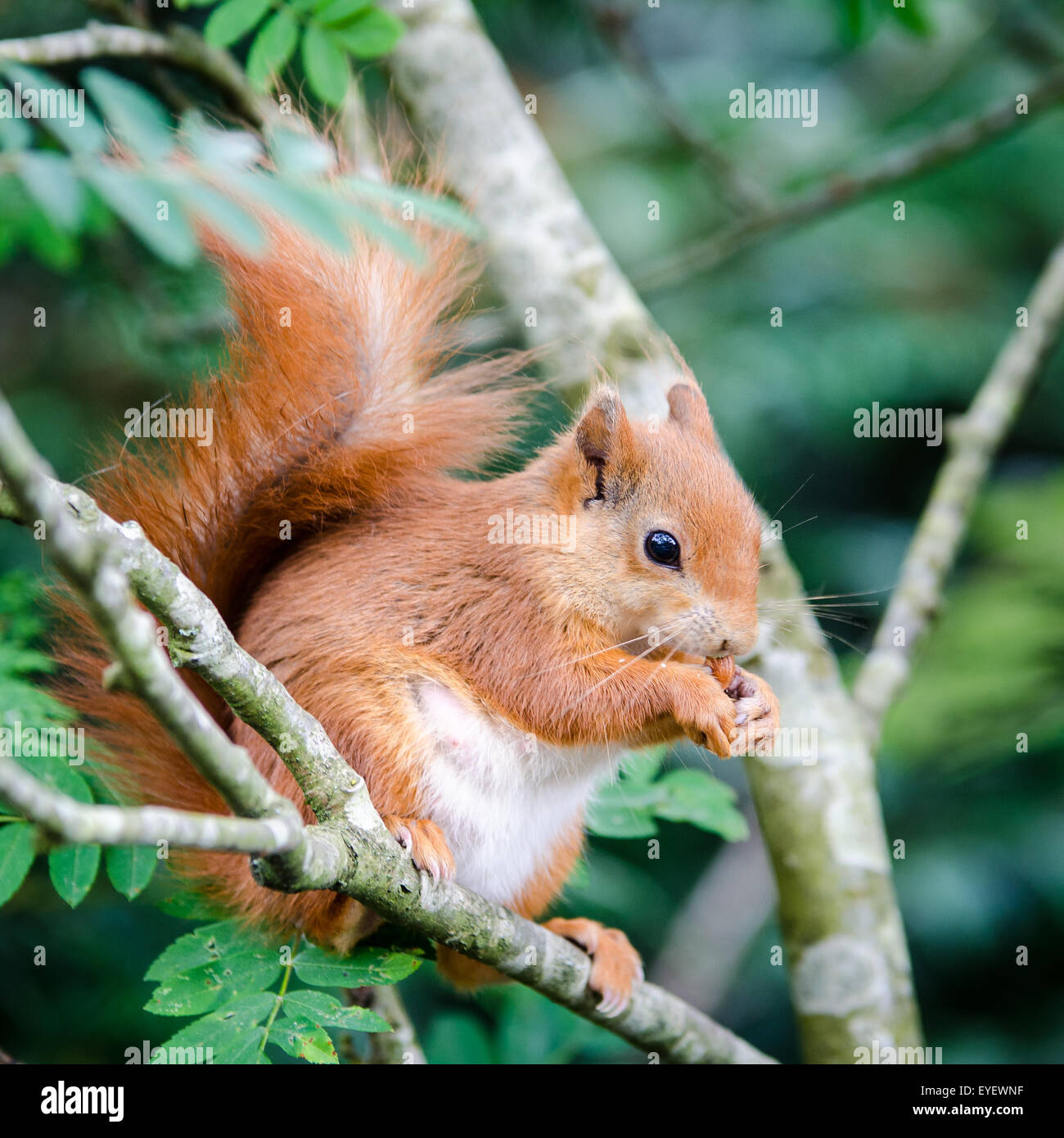 Red squirrel (Sciurus vulgaris) sitting in tree eating nut Stock Photo