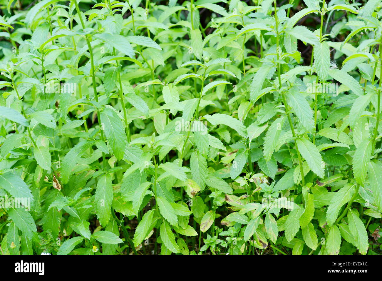 Peppermint plants in the garden. Closeup shot. Stock Photo