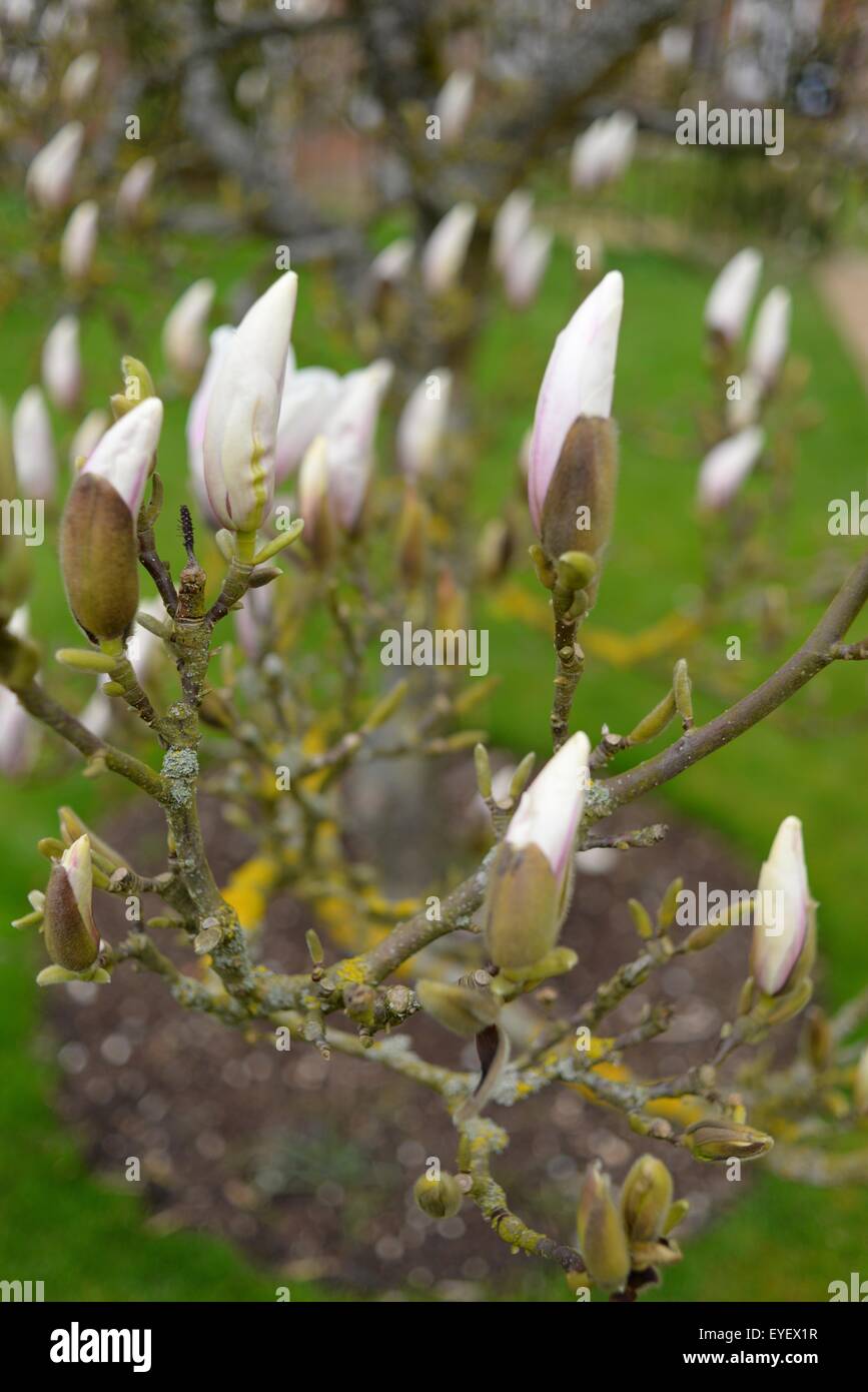 Magnolia buds hi-res stock photography and images - Alamy