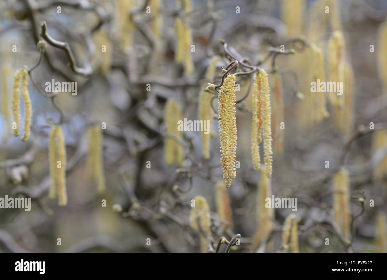 Hazel catkins in the UK in March Stock Photo