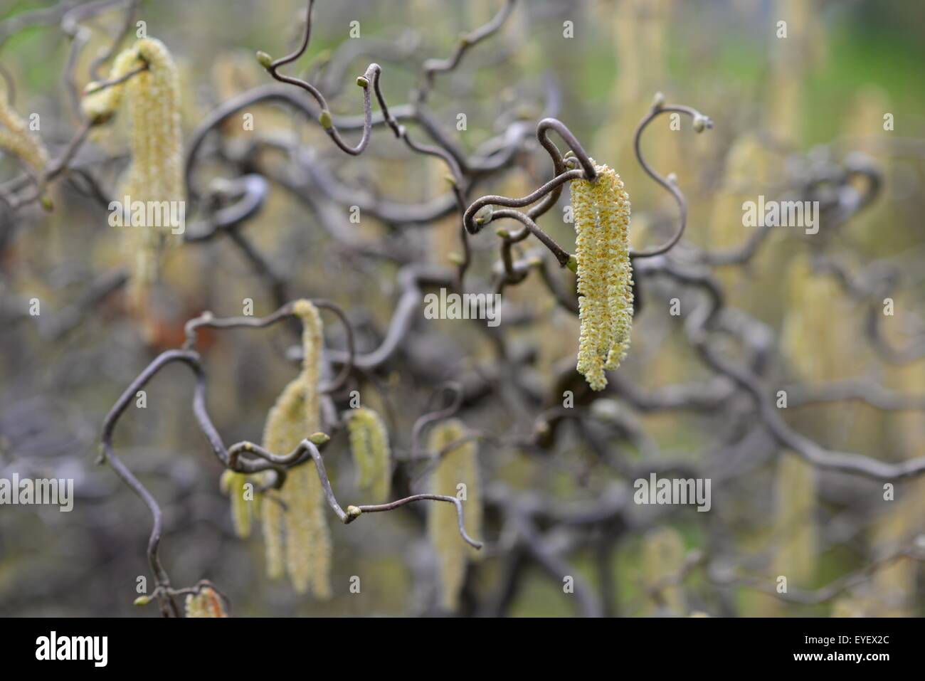 Hazel catkins in the UK in March Stock Photo