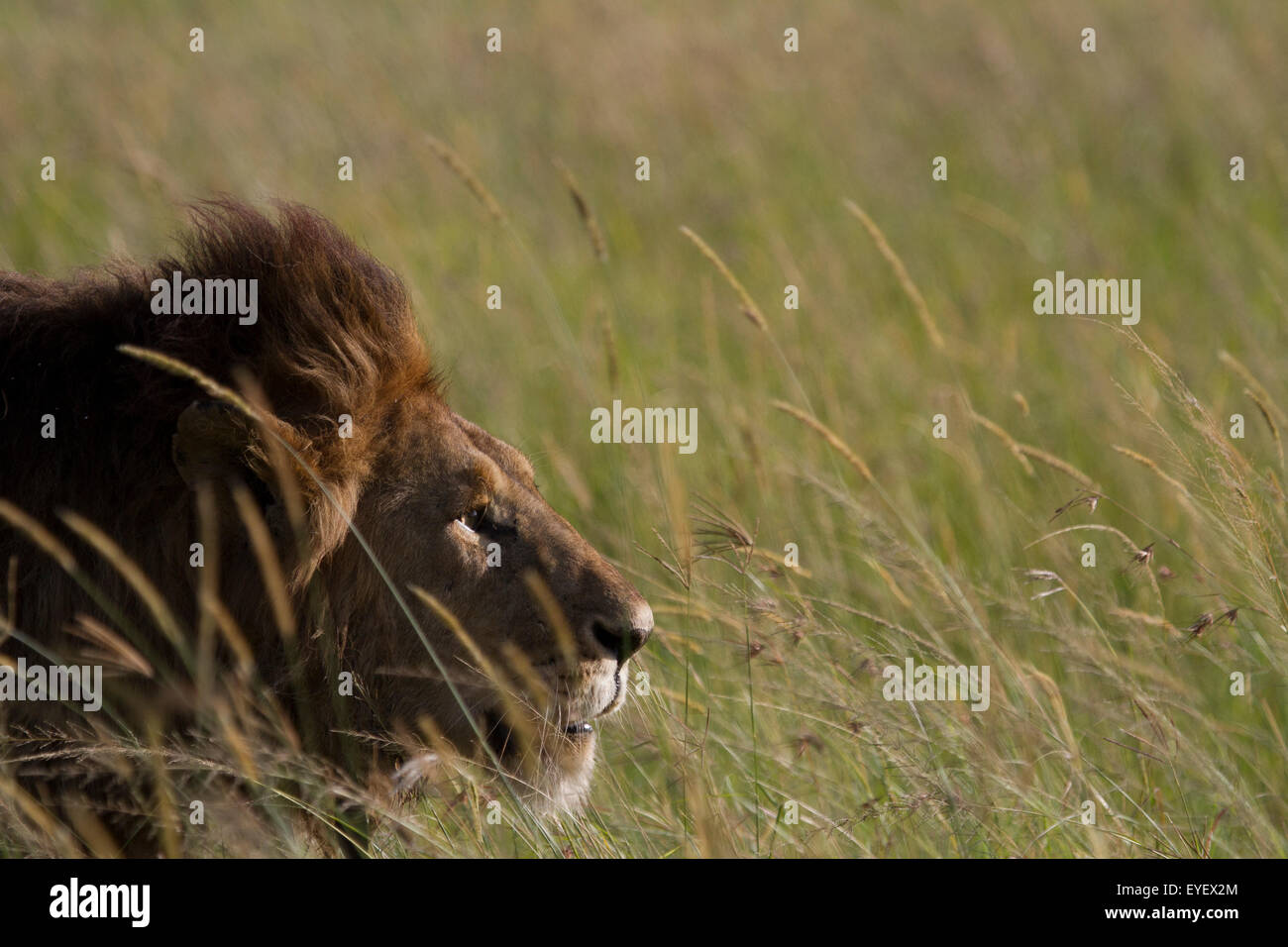 Male lion walking though tall hi-res stock photography and images - Alamy