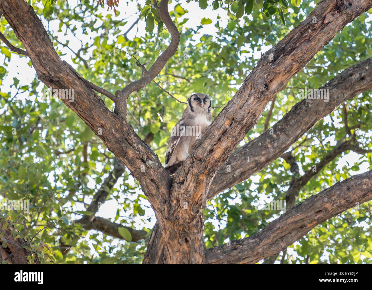 Verraux's Eagle-Owl, Bubo lacteus, the largest African owl, perching in a tree in the Okavango Delta, northern Botswana, Africa Stock Photo