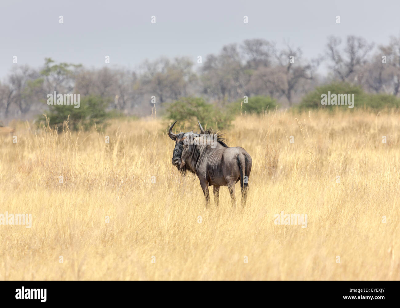 Typical african grass hi-res stock photography and images - Alamy