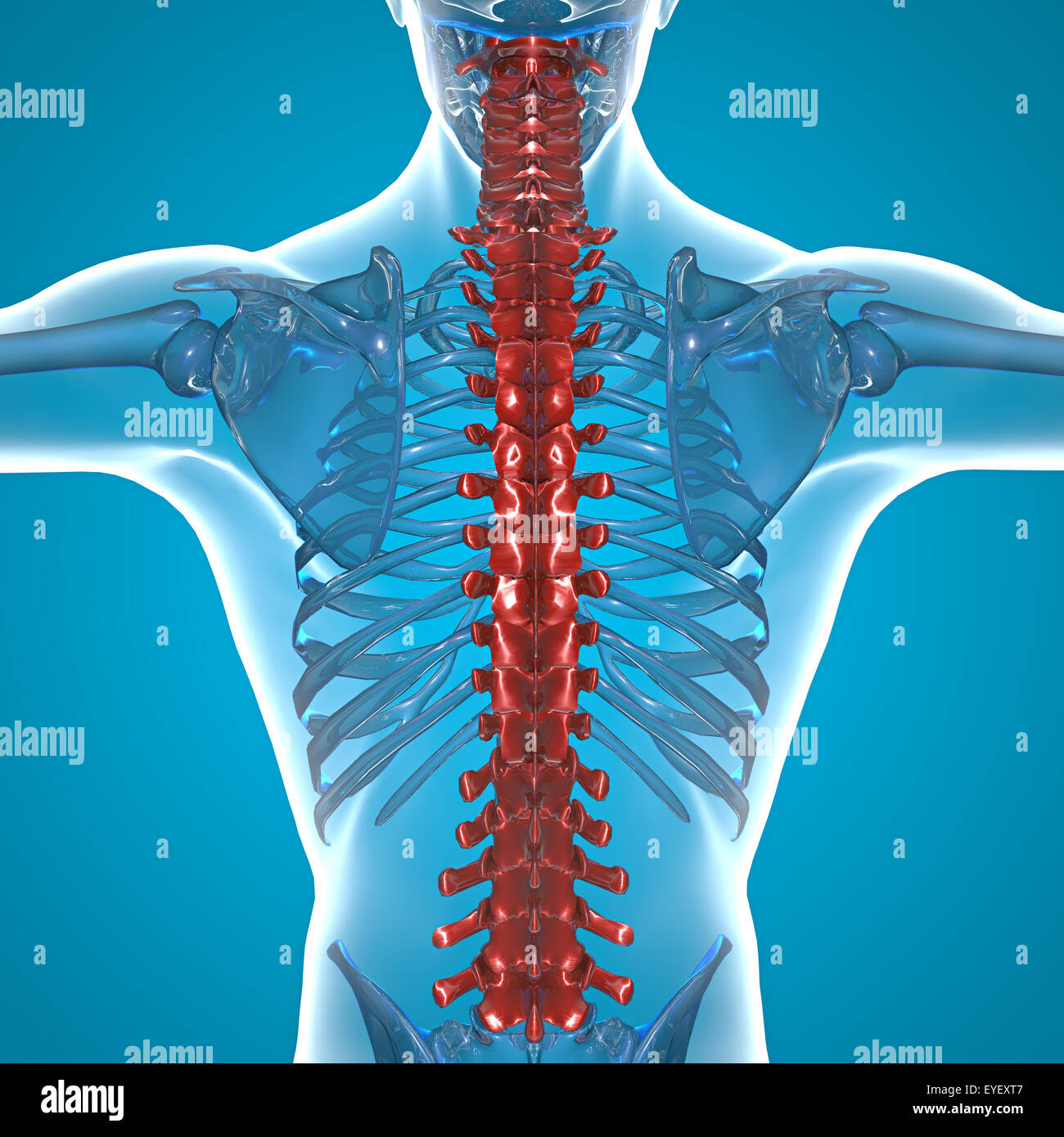 3d spine hi-res stock photography and images - Alamy
