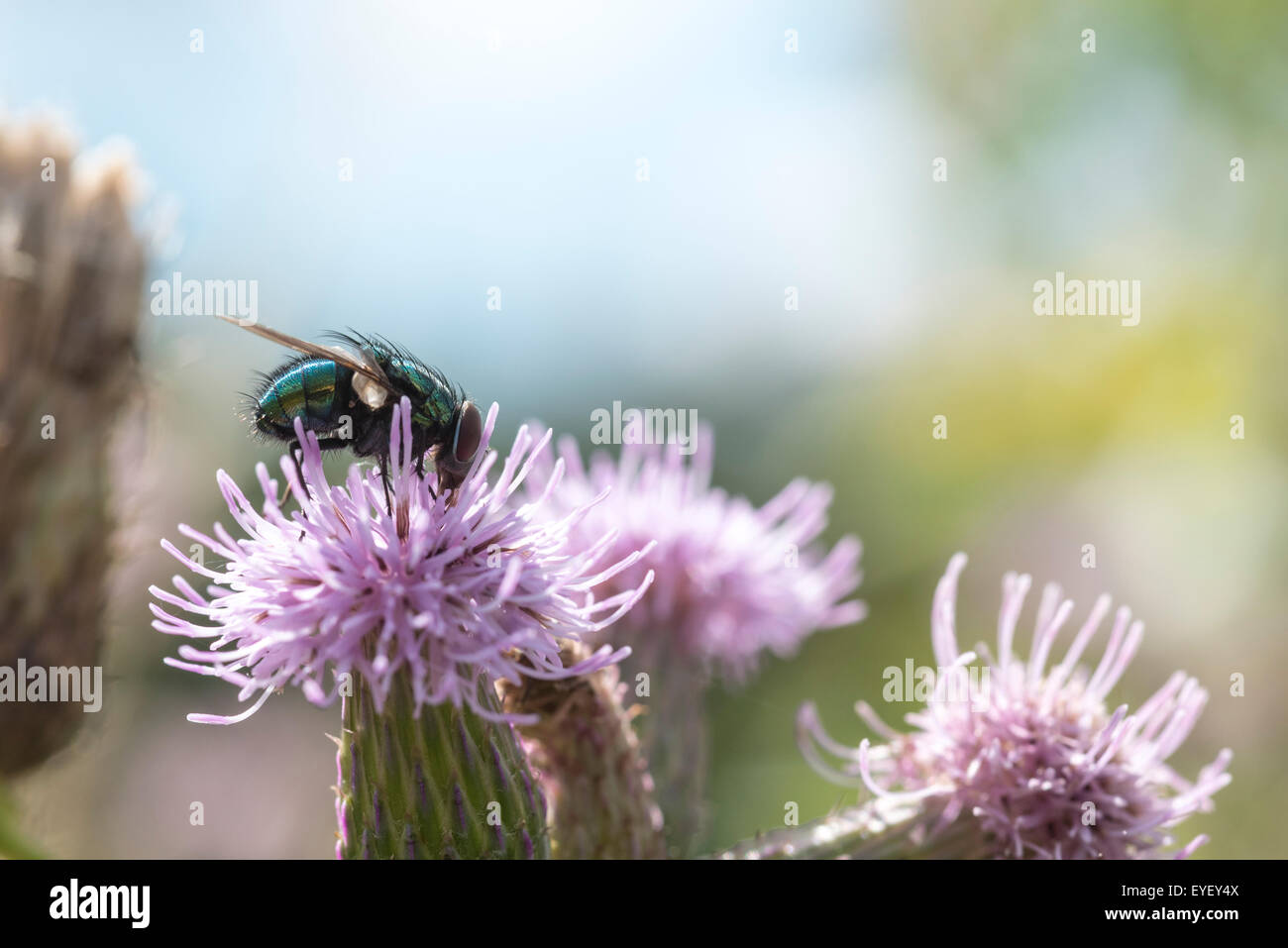 A Green Bottle blow fly feeding on a thistle flower Stock Photo