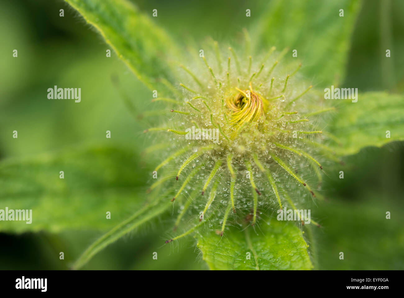 A fuzzy flower bud of an Inula Hookeri with tiny drops of dew. Stock Photo