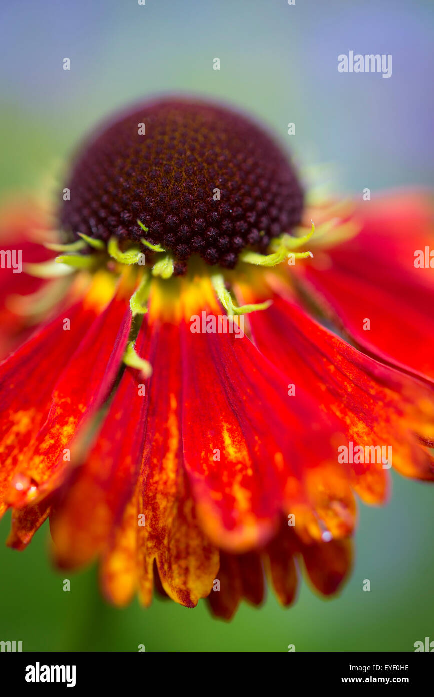 Bright colours of a Helenium flower with soft background in a summer garden. Stock Photo