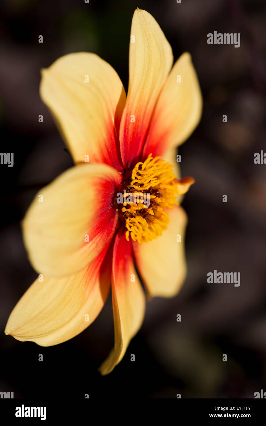 Red garden flowers hires stock photography and images Alamy