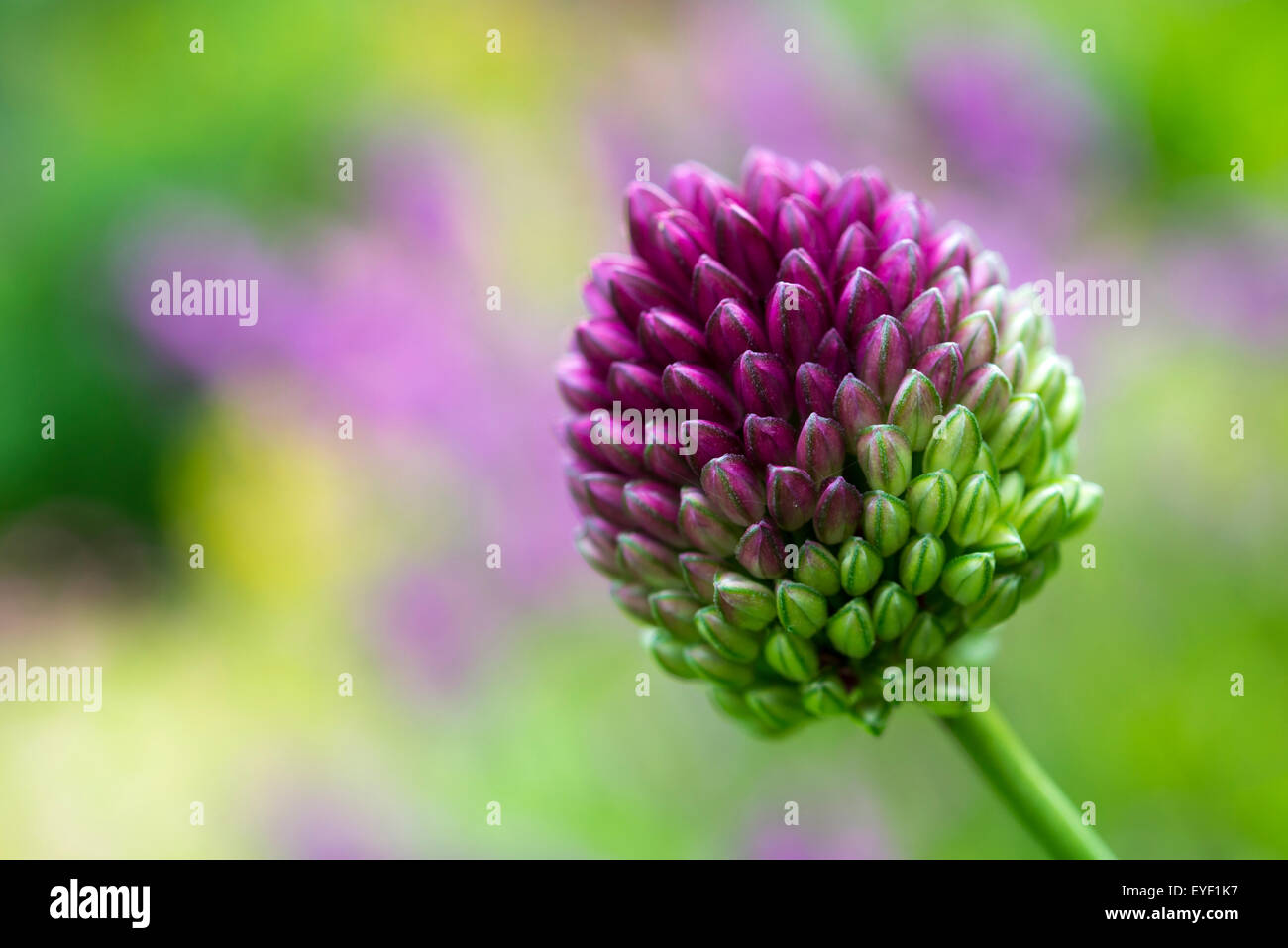 Close up an allium sphaerocephalum flower head with colourful background blur. Stock Photo