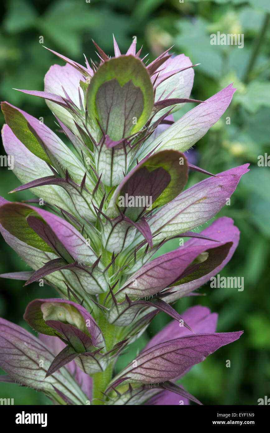 Acanthus Spinosus flower stems with spikes around each flower head