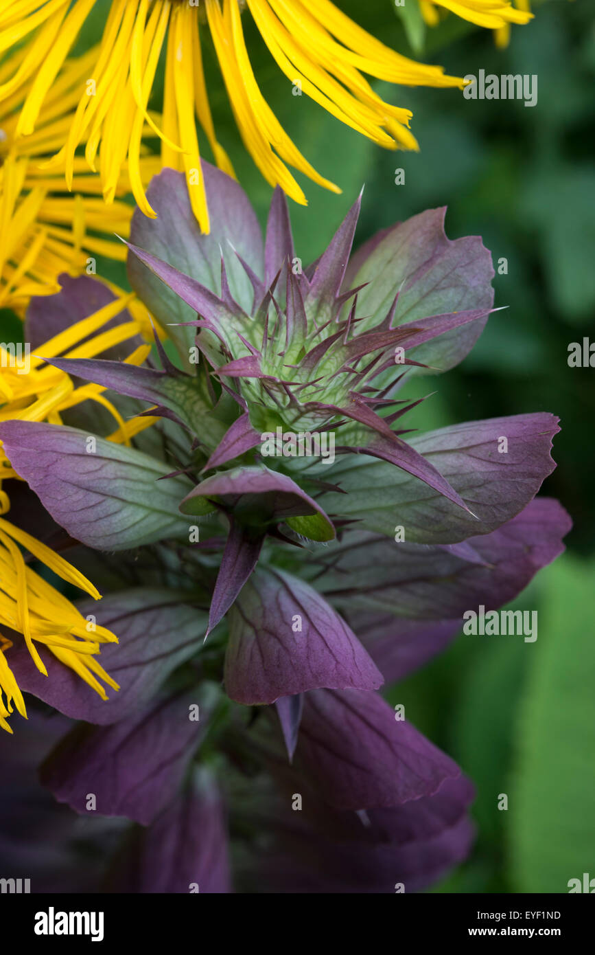 Acanthus Spinosus flower stems with spikes around each flower head. Purple tinged green growth. Stock Photo