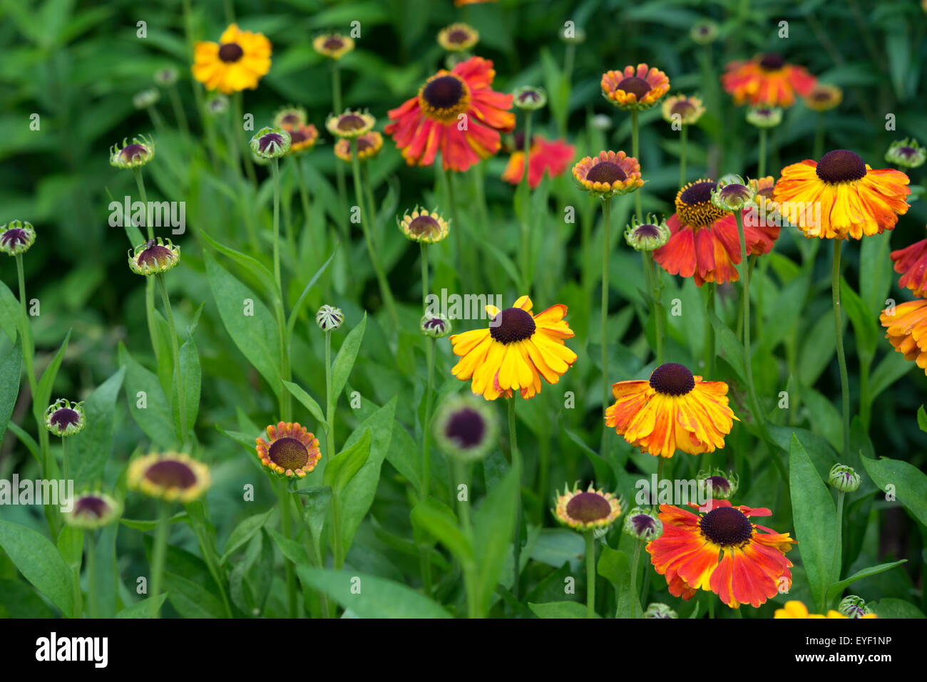 Helenium 'Sahins Early Flowerer' flowering in an English garden in summer. Stock Photo