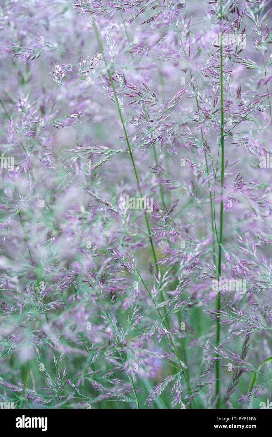 Soft grass flower heads of a Calamagrostis 'Overdam' in a summer garden. Stock Photo