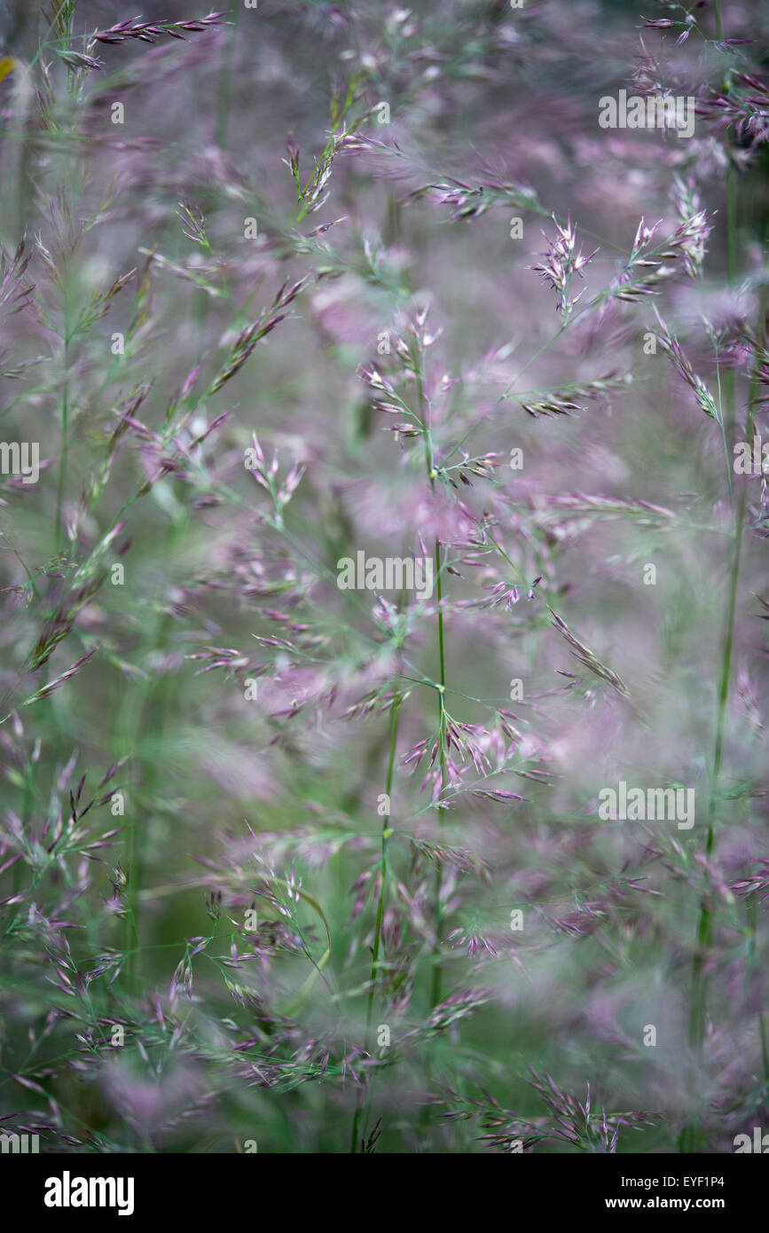 Soft grass flower heads of a Calamagrostis 'Overdam' in a summer garden. Stock Photo