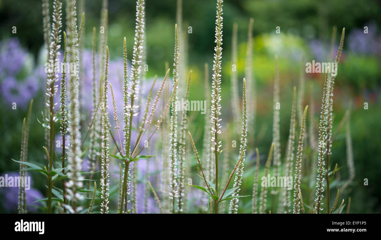 A tall white Veronicastrum with slender flower spikes, growing in an English garden. Stock Photo