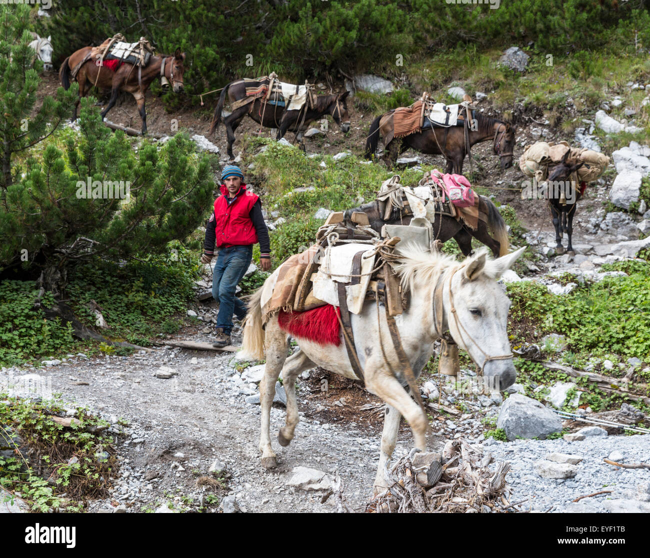 Mules and muleteer descend trail in Mt Olympus National Park en route from Spilio Agapitos Refuge. Stock Photo