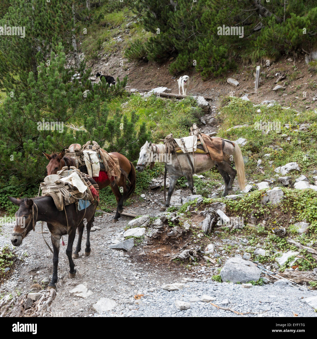 Pack mules and dogs descend trail from Spilios Agapitos hiker's refuge in Mt Olympus National Park, Greece Stock Photo