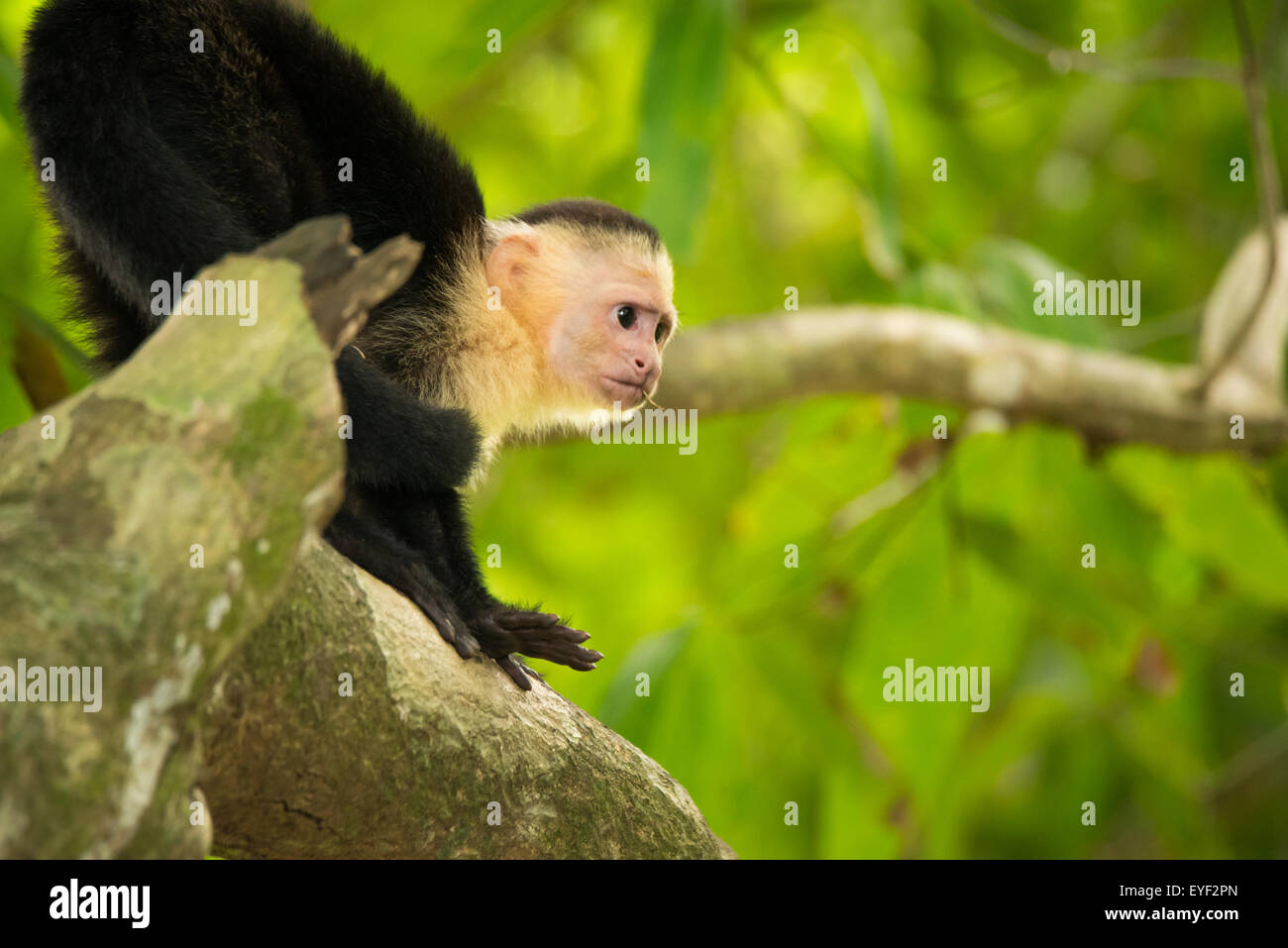 A baby White face capuchin monkey climbing Stock Photo