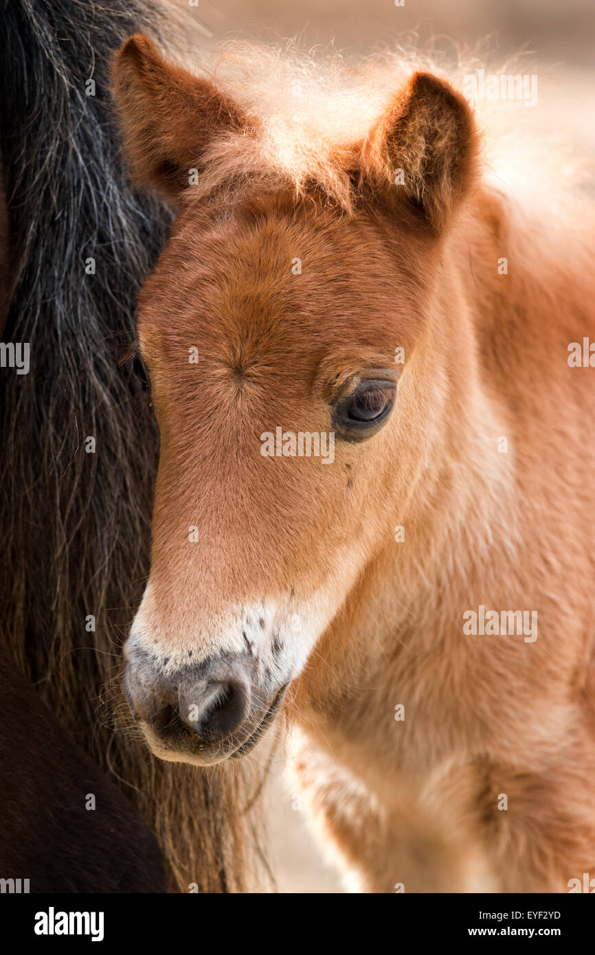 Young nag horse portrait Stock Photo Alamy