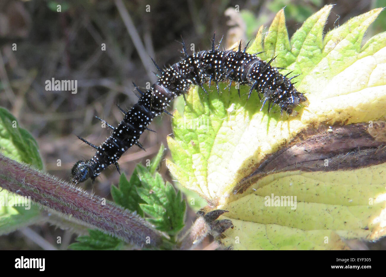 PEACOCK BUTTERFLY CATERPILLAR (Aglais io). Photo Tony Gale Stock Photo