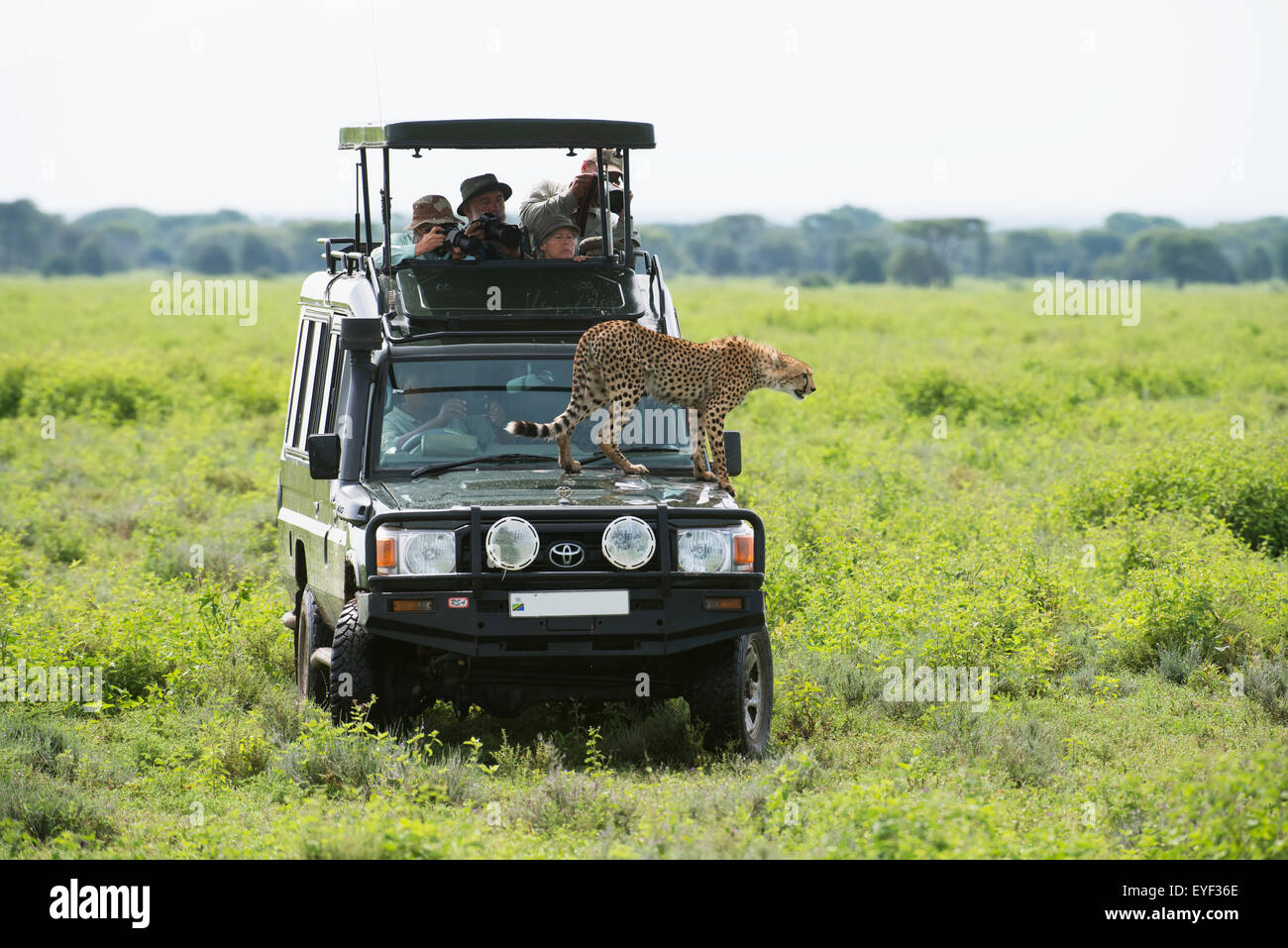 Africa,Safari,Jeep,Tanzania,Cheetah Stock Photo