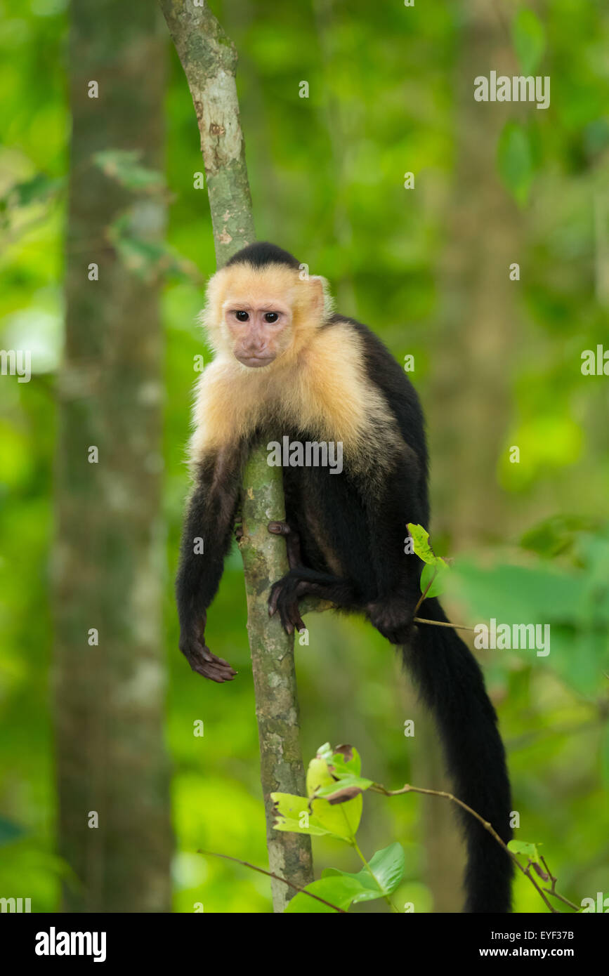 A baby white face capuchin monkey Stock Photo