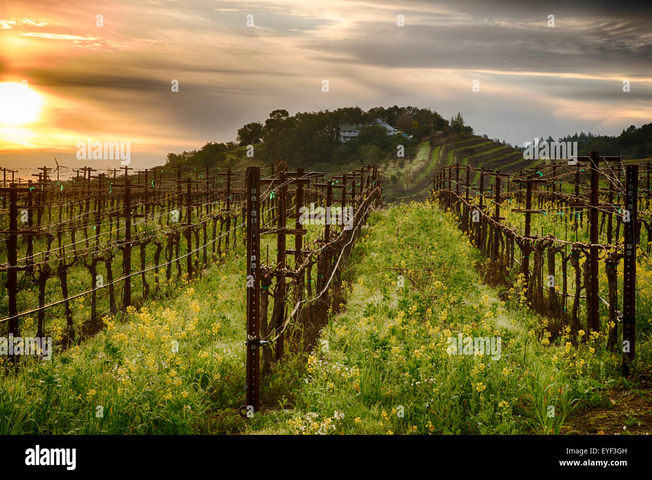 Intense Spring Color in a California Vineyard Stock Photo - Alamy