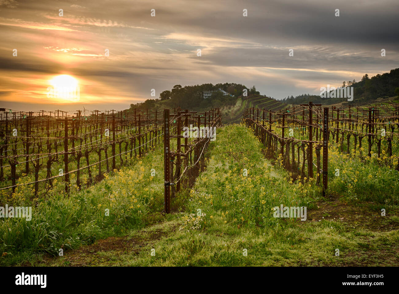 Beaming Sun Over California Vineyards Stock Photo