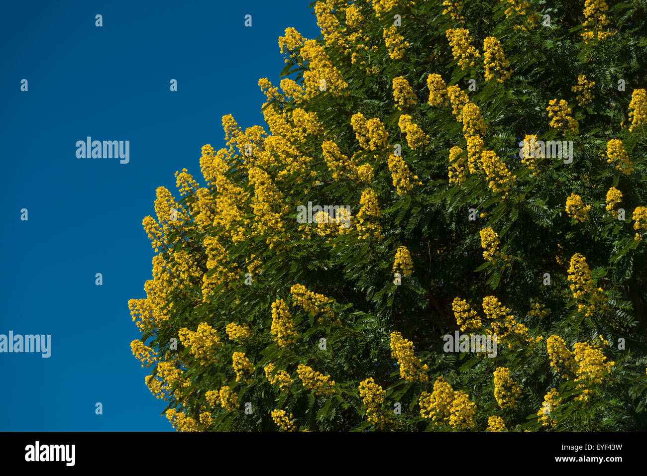 Detail of Winter Cassia tree covered in yellow flowers, Satemwa Tea Estate; Thyolo, Malawi Stock Photo