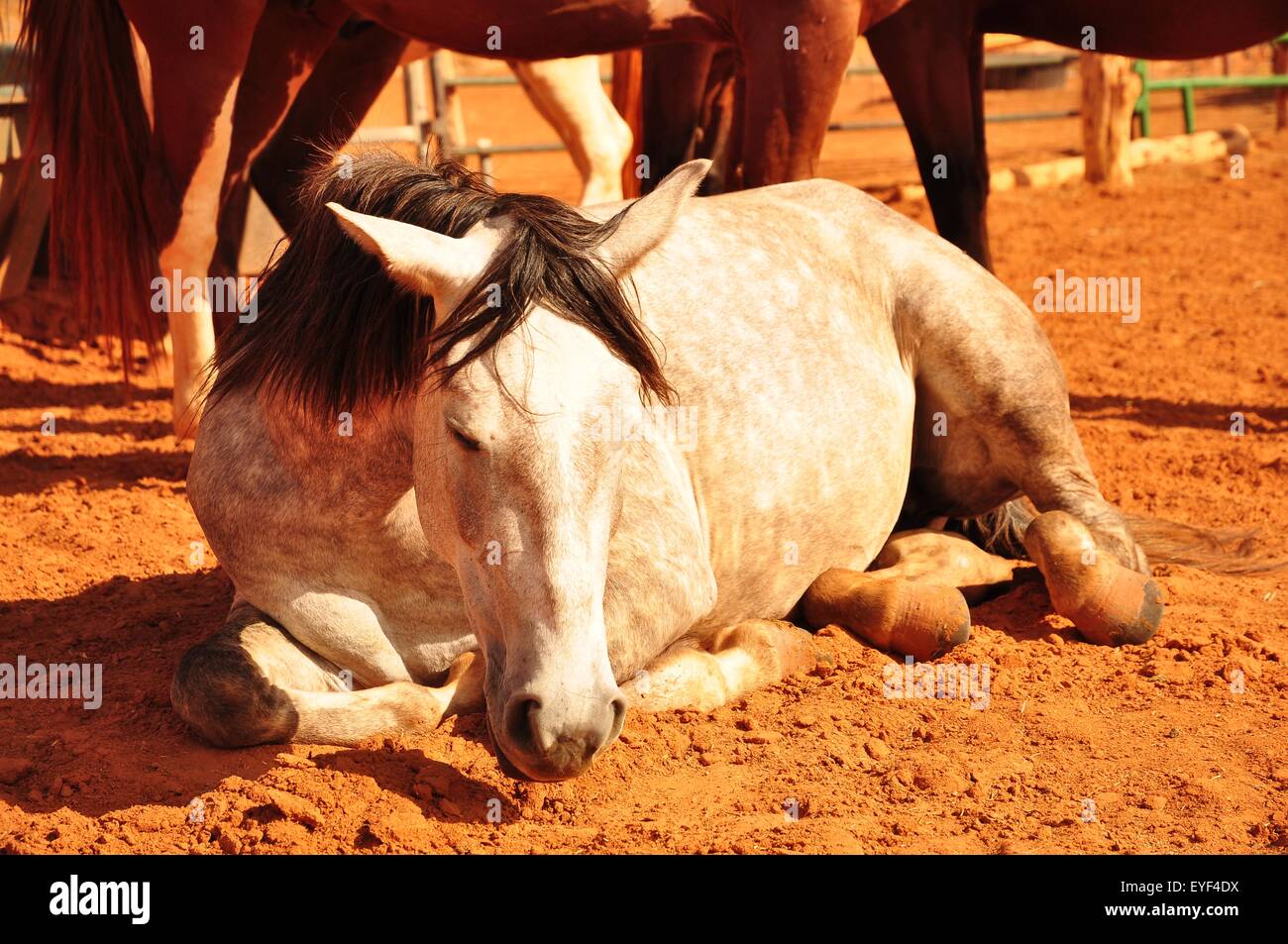 Navajo indian horse hi-res stock photography and images - Alamy