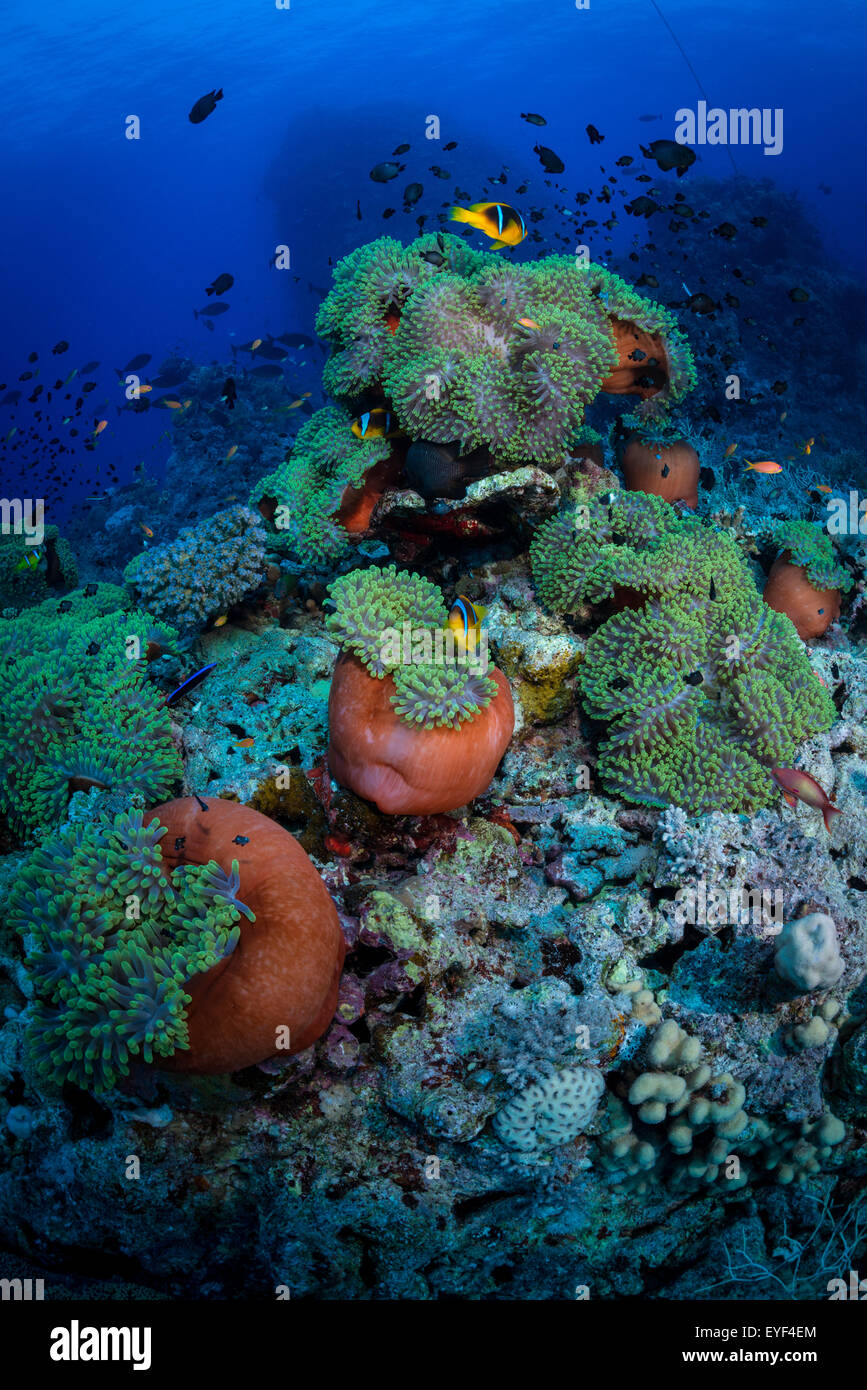 Anemones forming balls and the home for Red Sea anemonefish: Amphiprion bicinctus Stock Photo