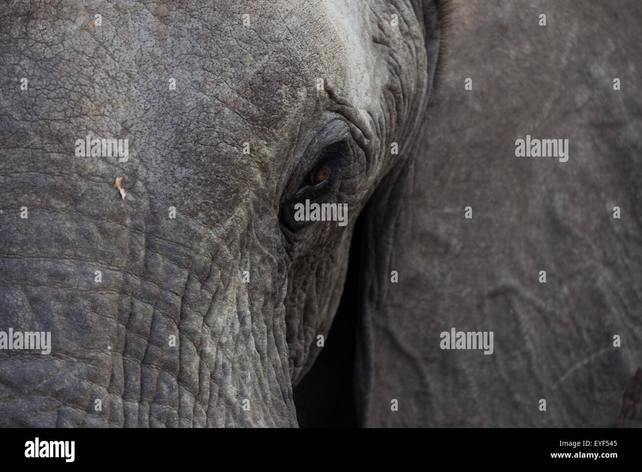 Close up of a sad looking elephant face in Kruger National Park, South Africa. Stock Photo