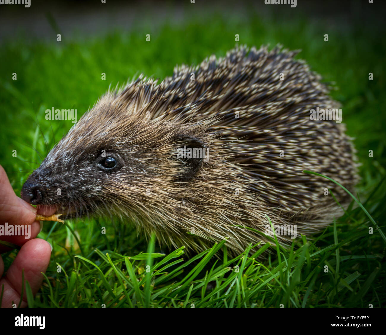 Uk hedgehog eating hires stock photography and images Alamy