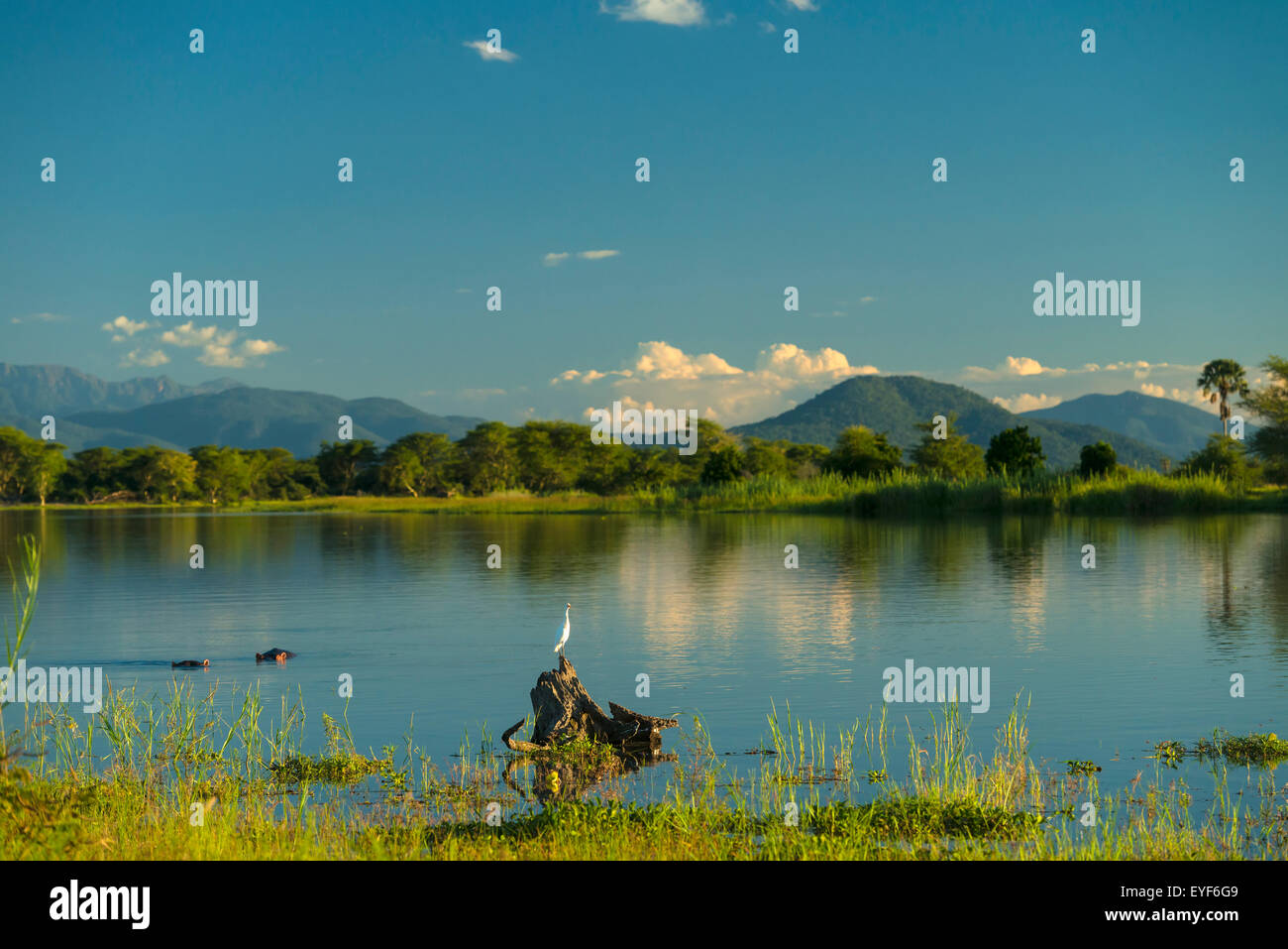 Egret and hippos beside the banks of the Shire River at dusk, Liwonde National Park; Malawi Stock Photo